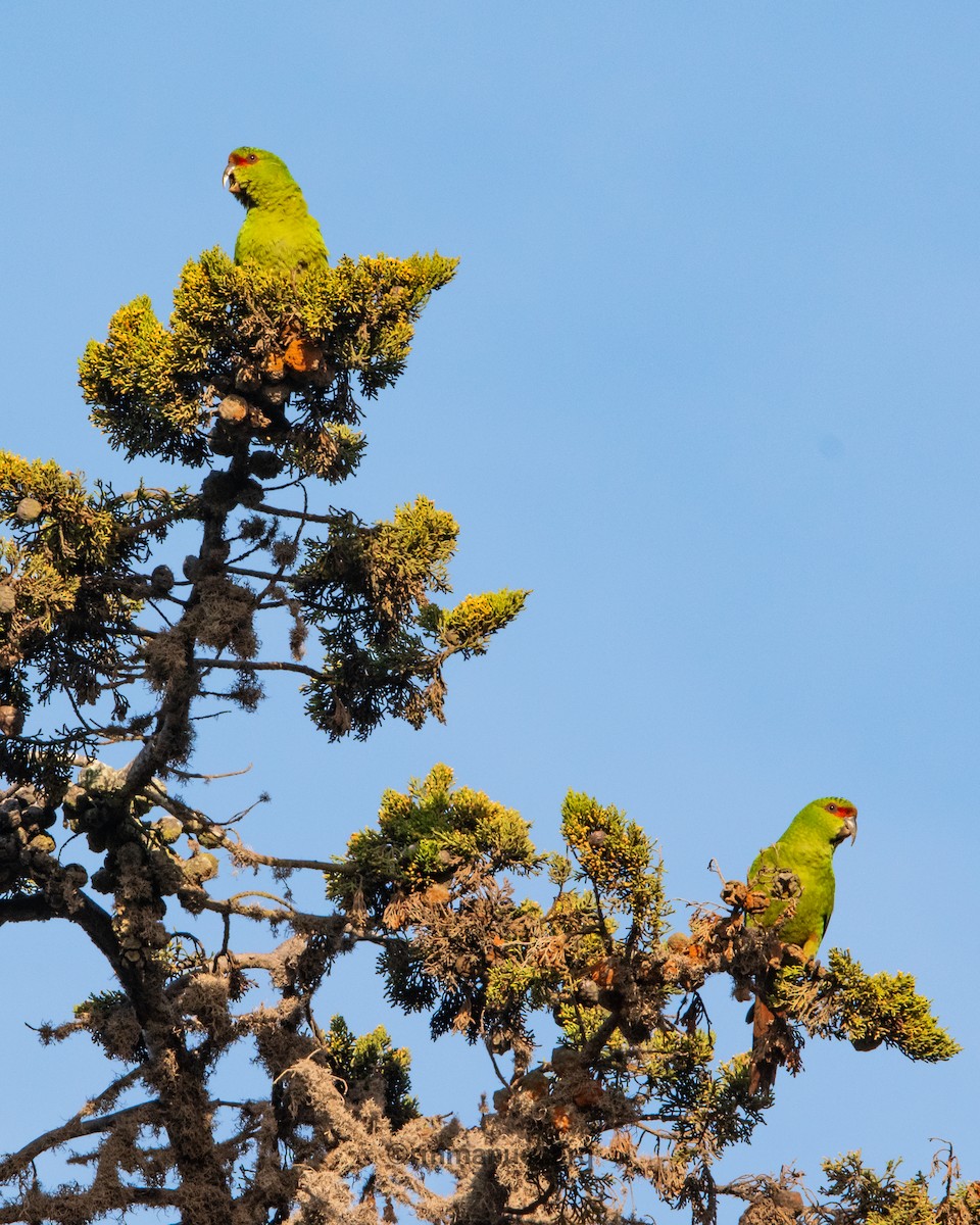 Slender-billed Parakeet - ML642624076