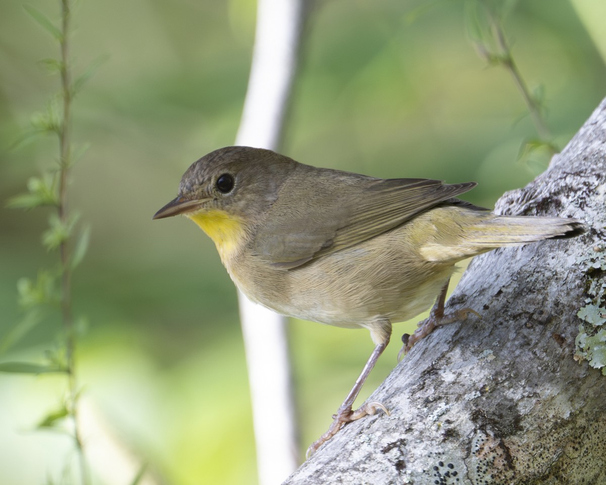 Common Yellowthroat - ML642624079