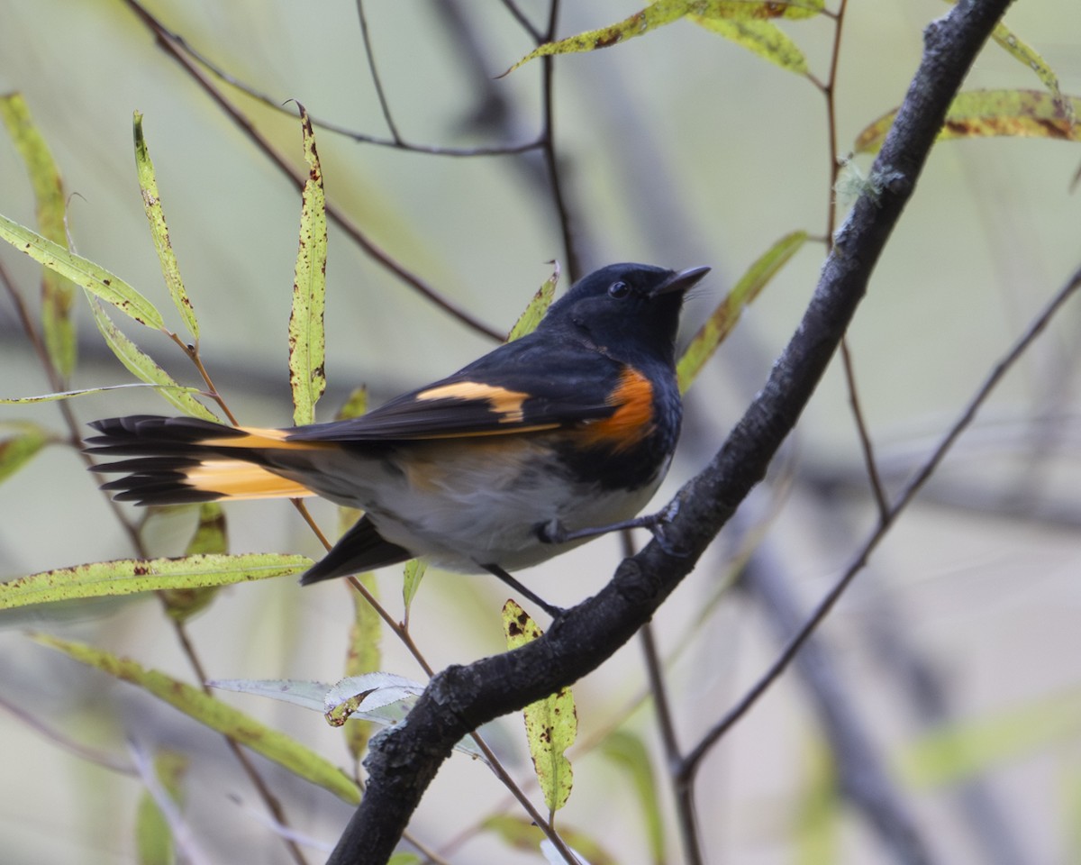 American Redstart - ML642624104