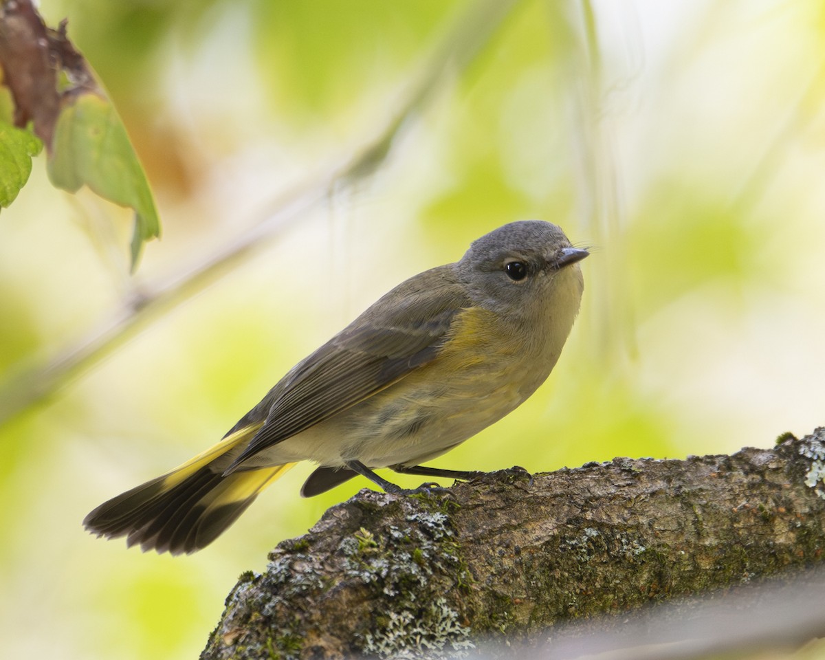 American Redstart - ML642624106