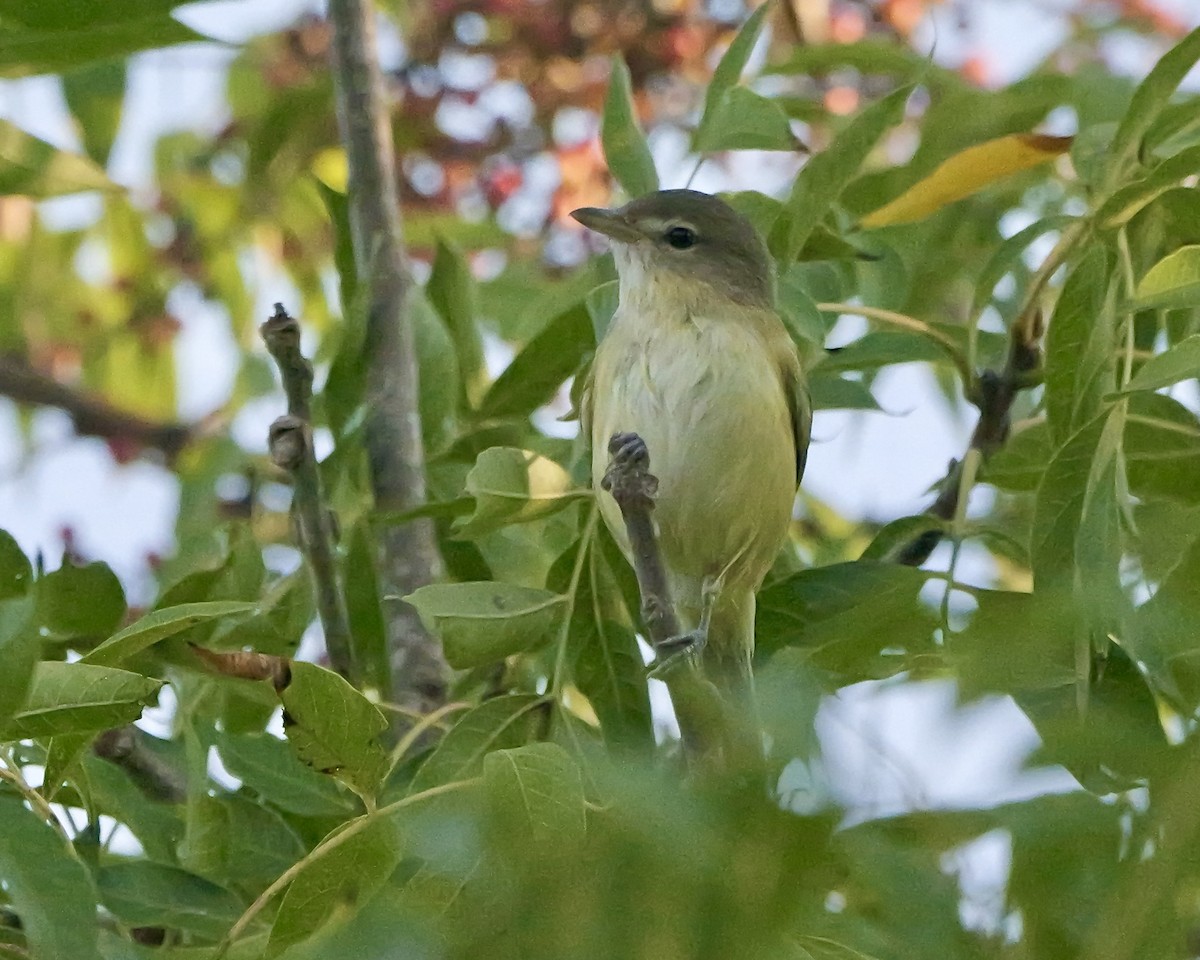 Bell's Vireo - ML642624113