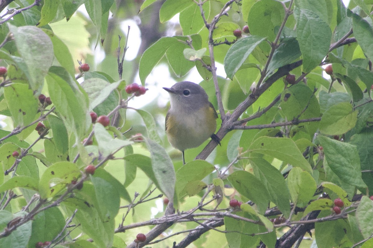 American Redstart - ML642624122