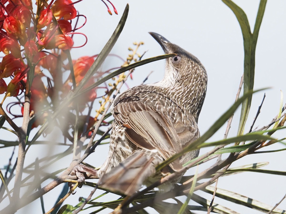 Little Wattlebird - ML642624129