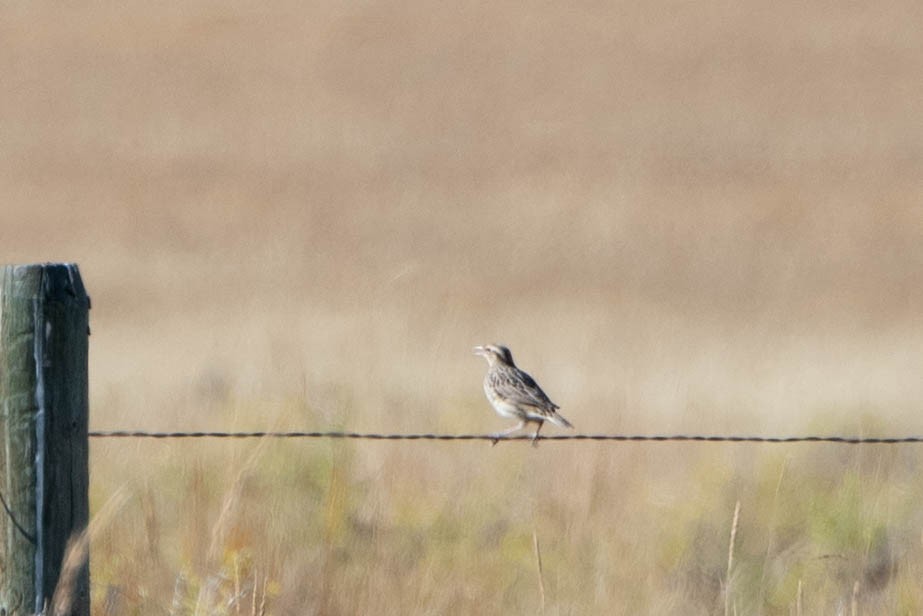 Western Meadowlark - ML642624146