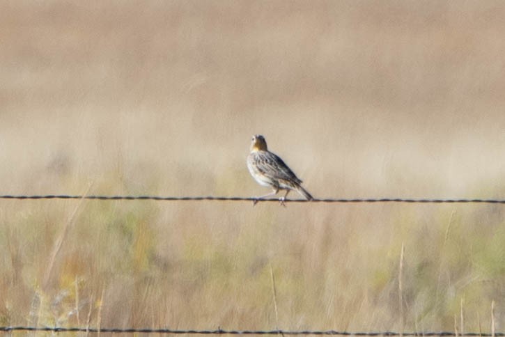 Western Meadowlark - ML642624147