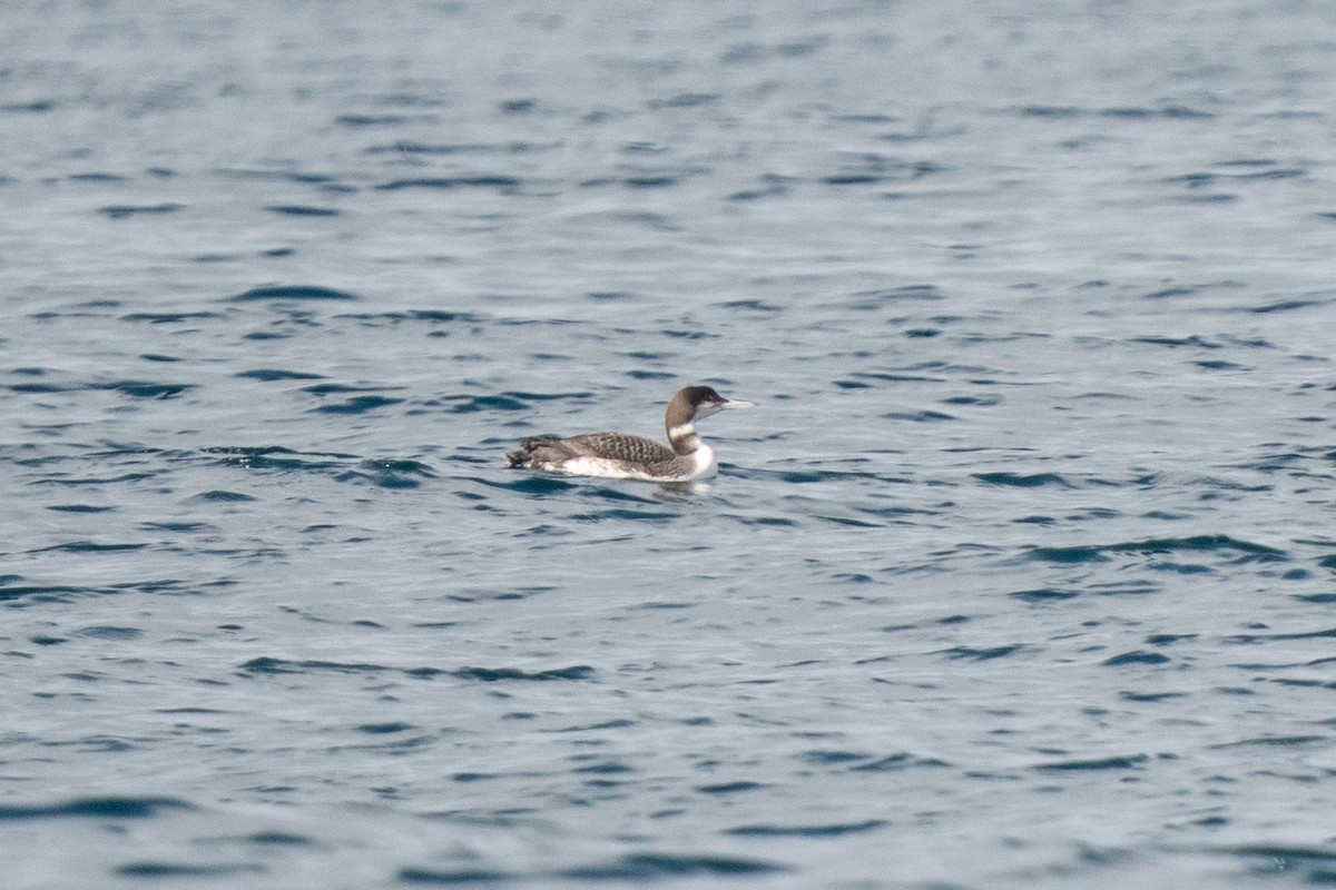 Pacific Loon - ML642624158