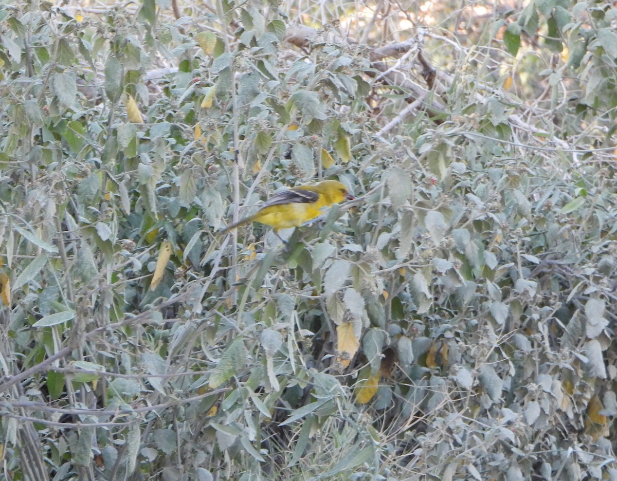 Yellow Oriole - ML642624161