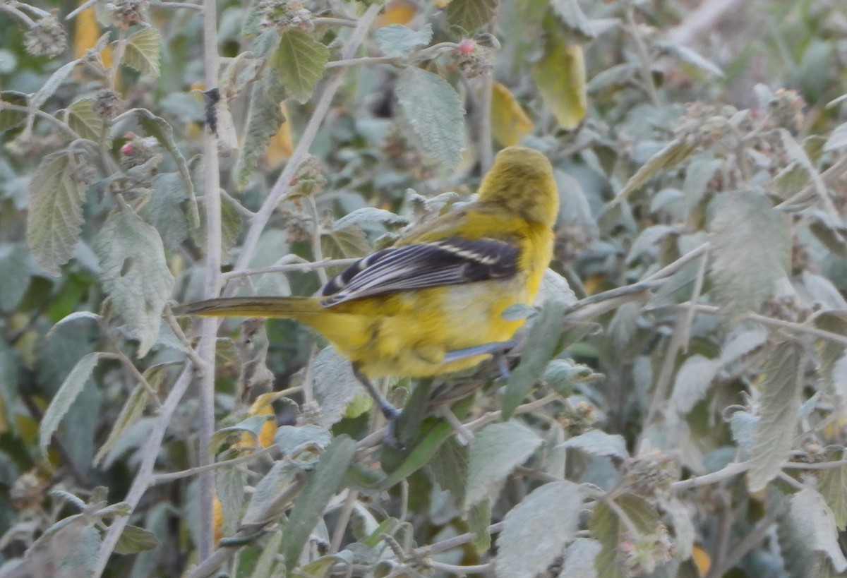 Yellow Oriole - ML642624162