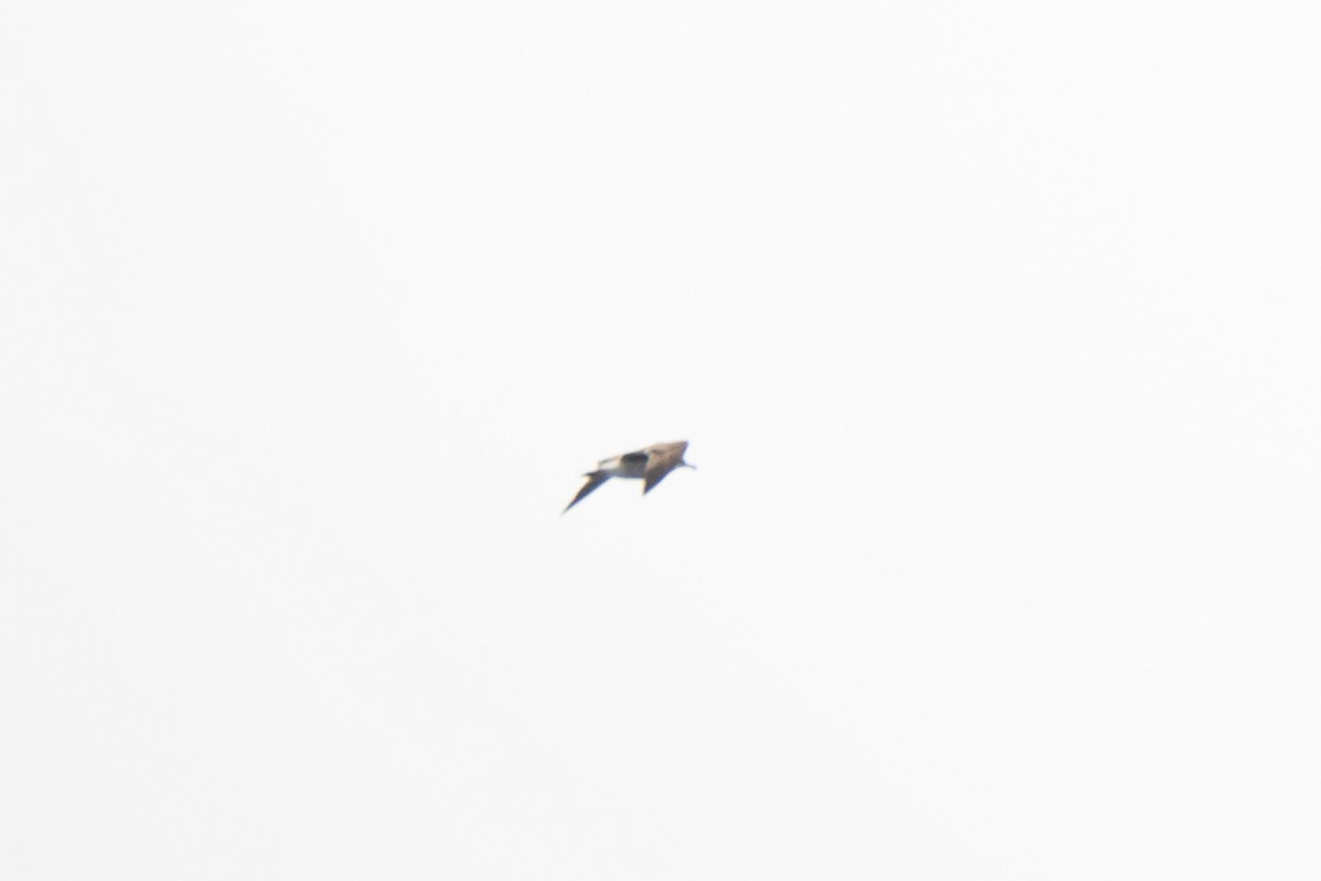 Pink-footed Shearwater - ML642624173