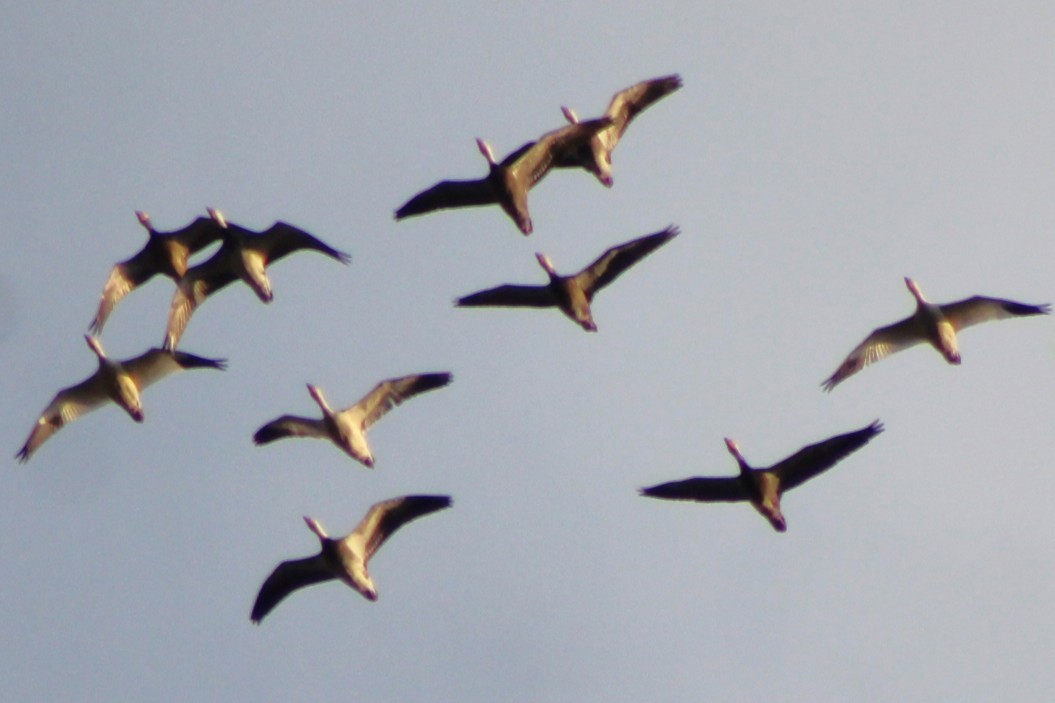 Snow Goose - ML642624189