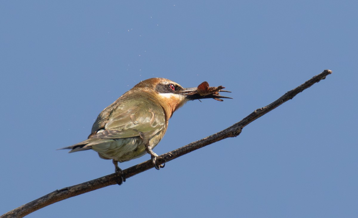 Olive Bee-eater - ML642624213