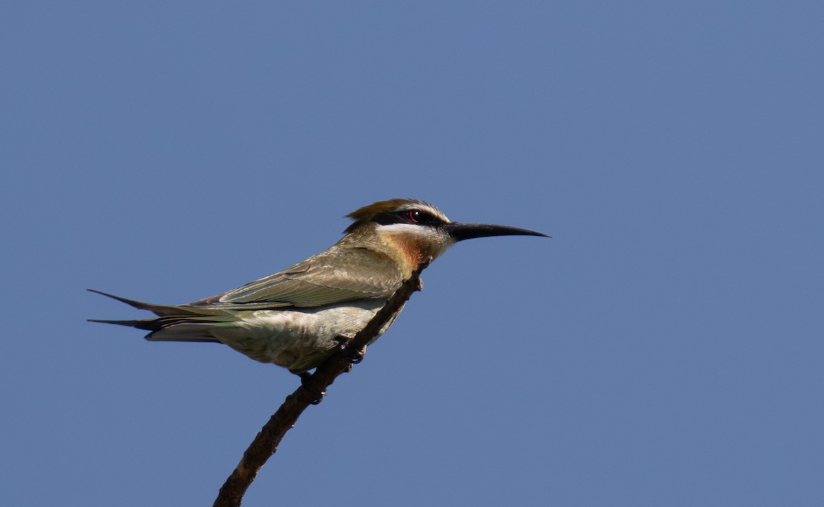 Olive Bee-eater - ML642624214