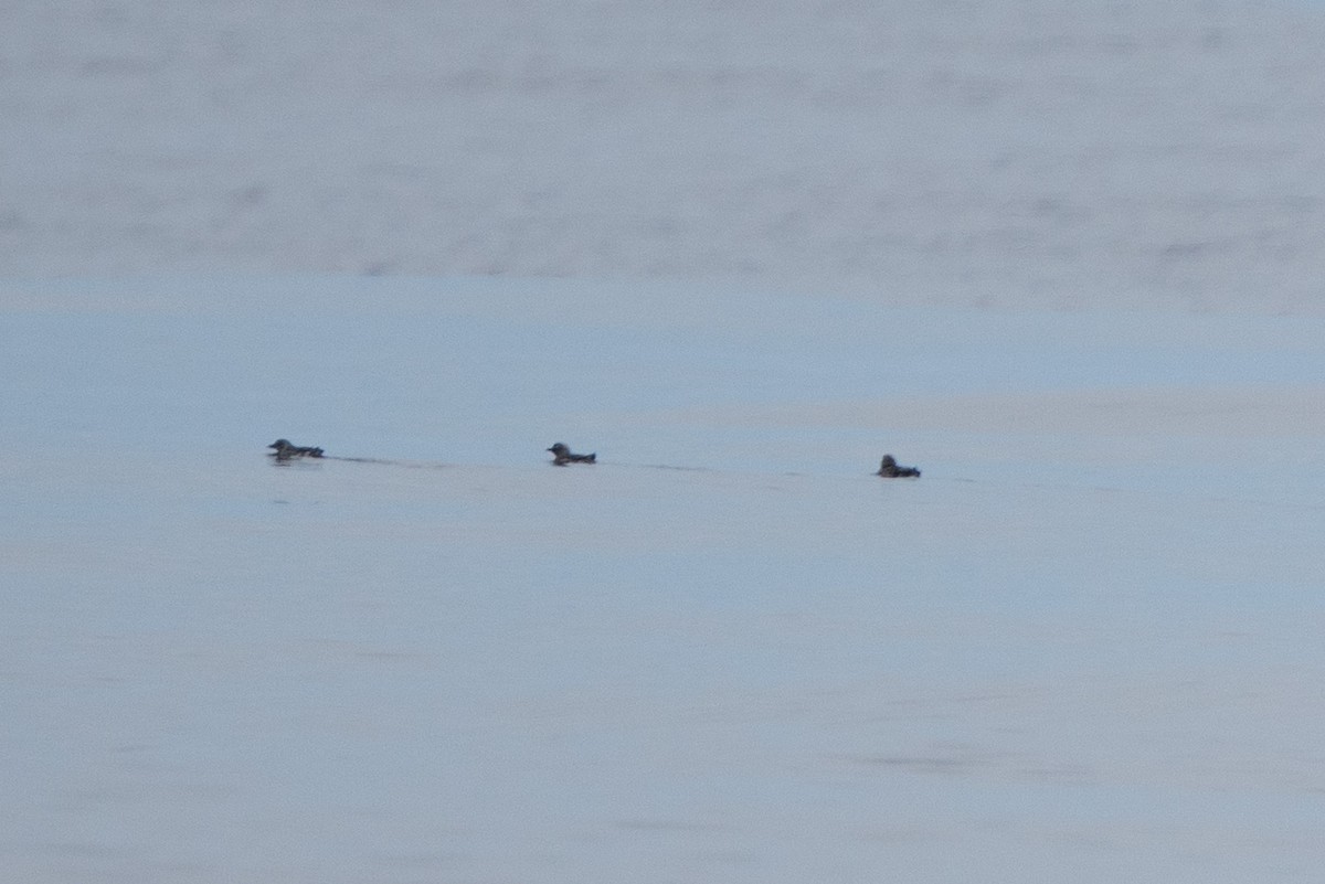 Cassin's Auklet - ML642624229