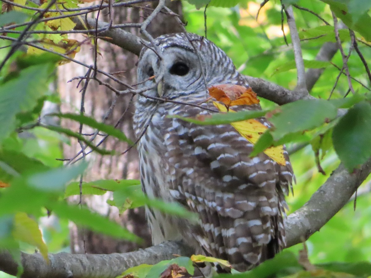 Barred Owl - ML642624230