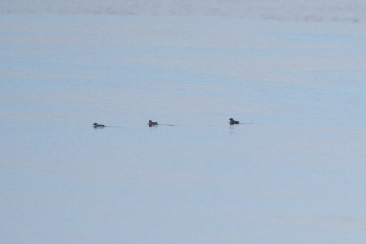 Cassin's Auklet - ML642624231