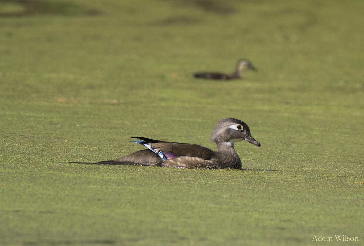 Wood Duck - ML642624257