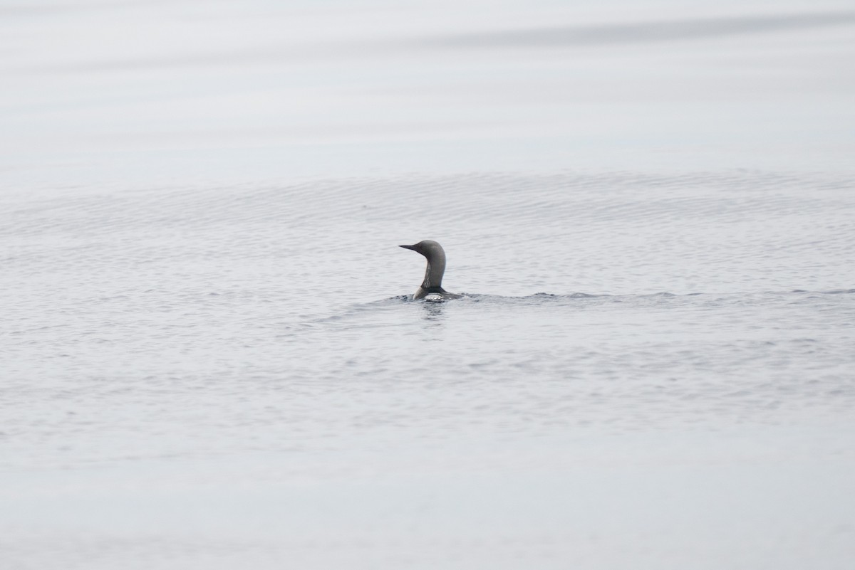 Pacific Loon - ML642624258