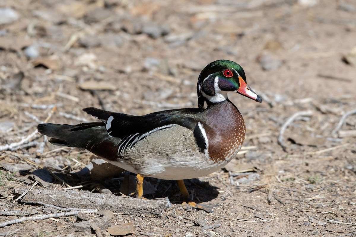 Wood Duck - ML642624296