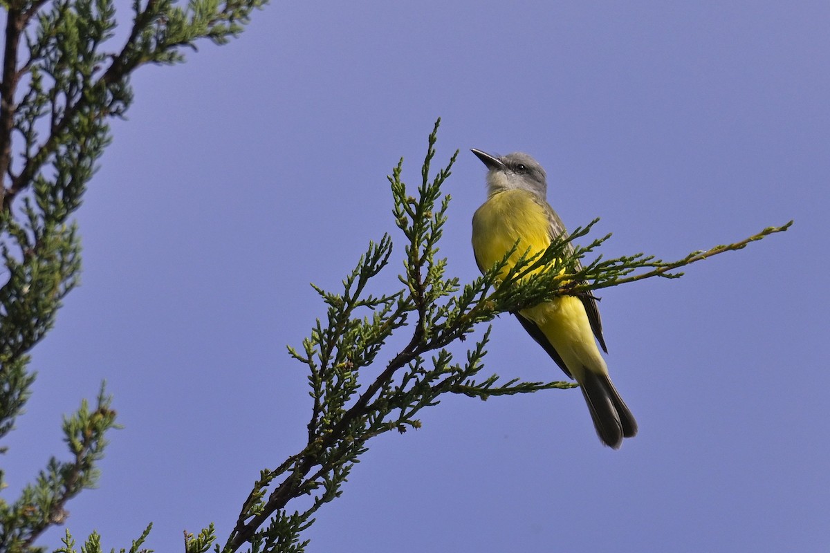 Tropical Kingbird - ML642624359