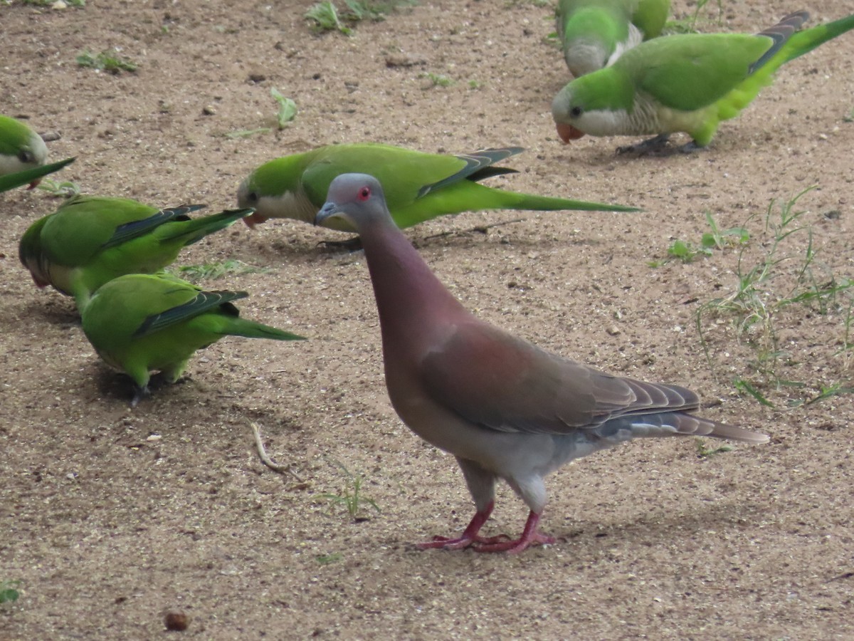Pale-vented Pigeon - ML642624360