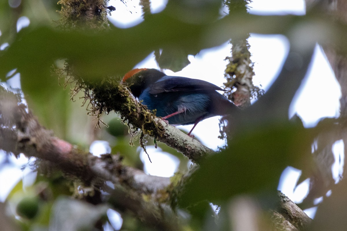 Manakin à longue queue - ML642624371