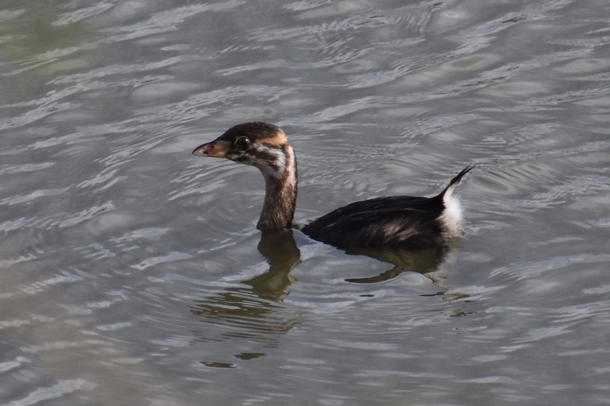 Pied-billed Grebe - ML642624373