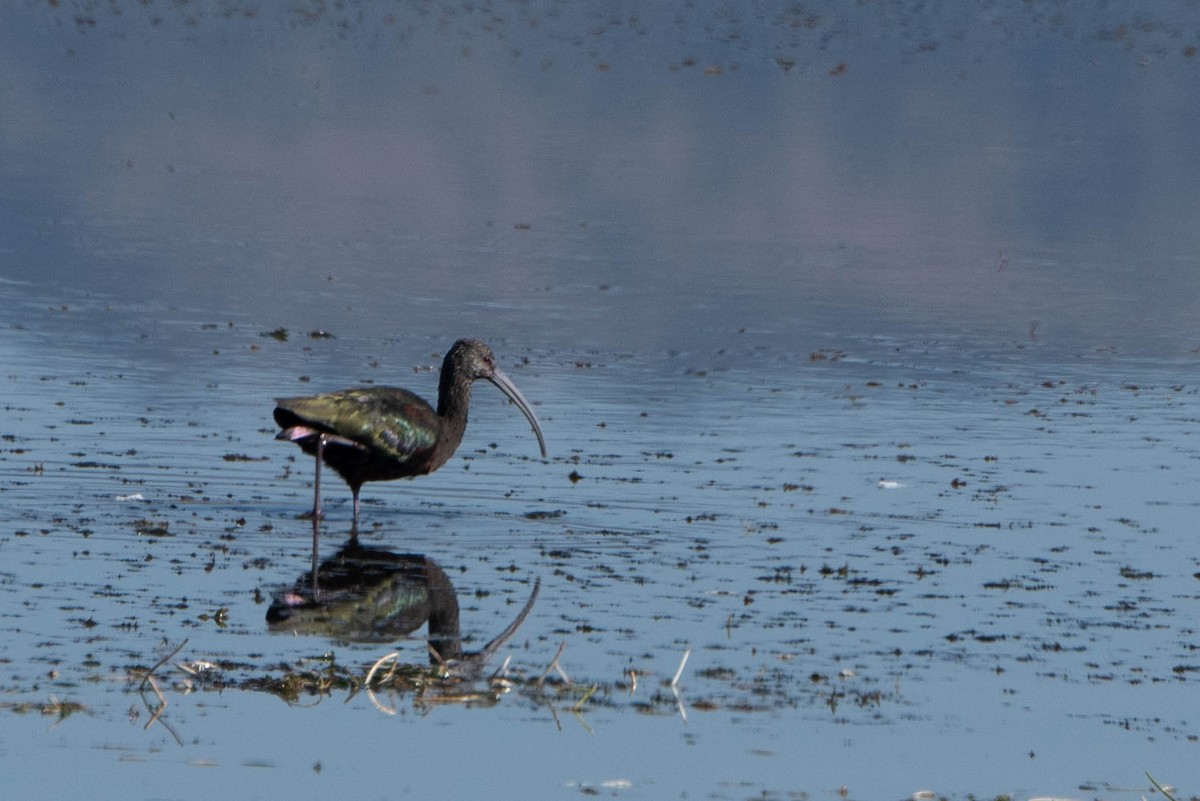 White-faced Ibis - ML642624386