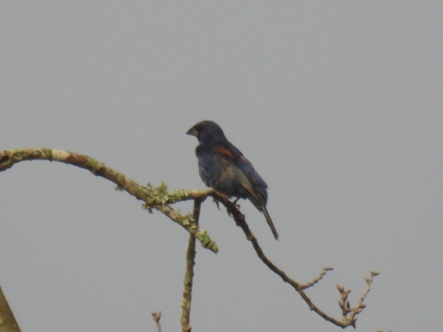 Blue Grosbeak - ML642624431