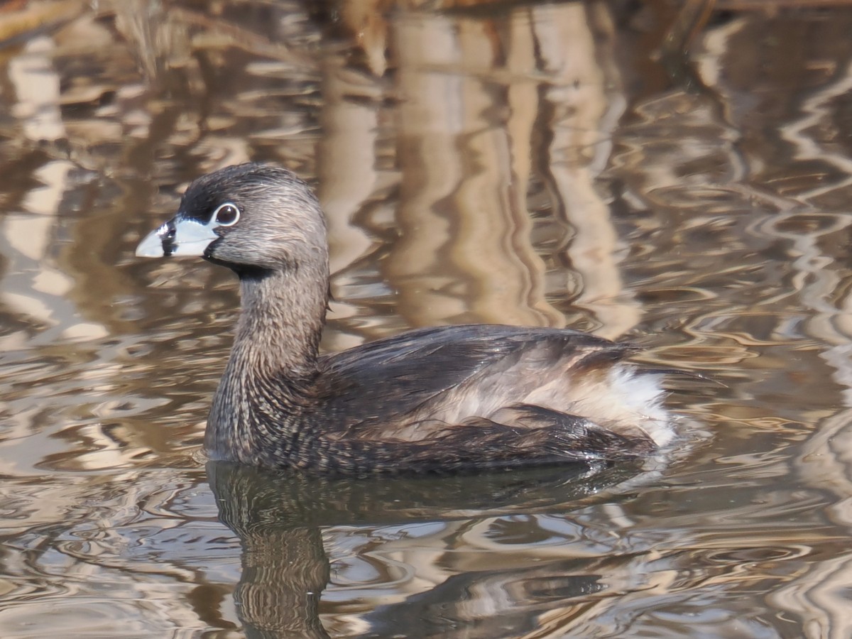 Pied-billed Grebe - ML642624459