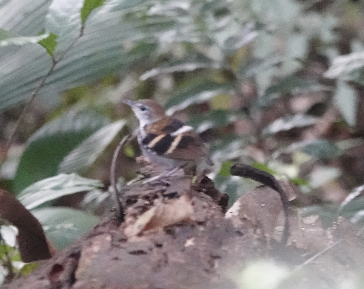 Banded Antbird - ML642624517