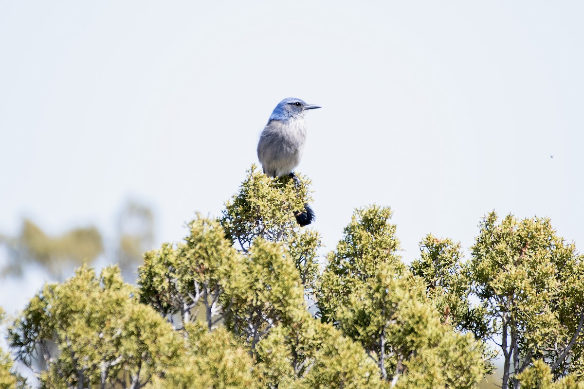 Woodhouse's Scrub-Jay - ML642624525