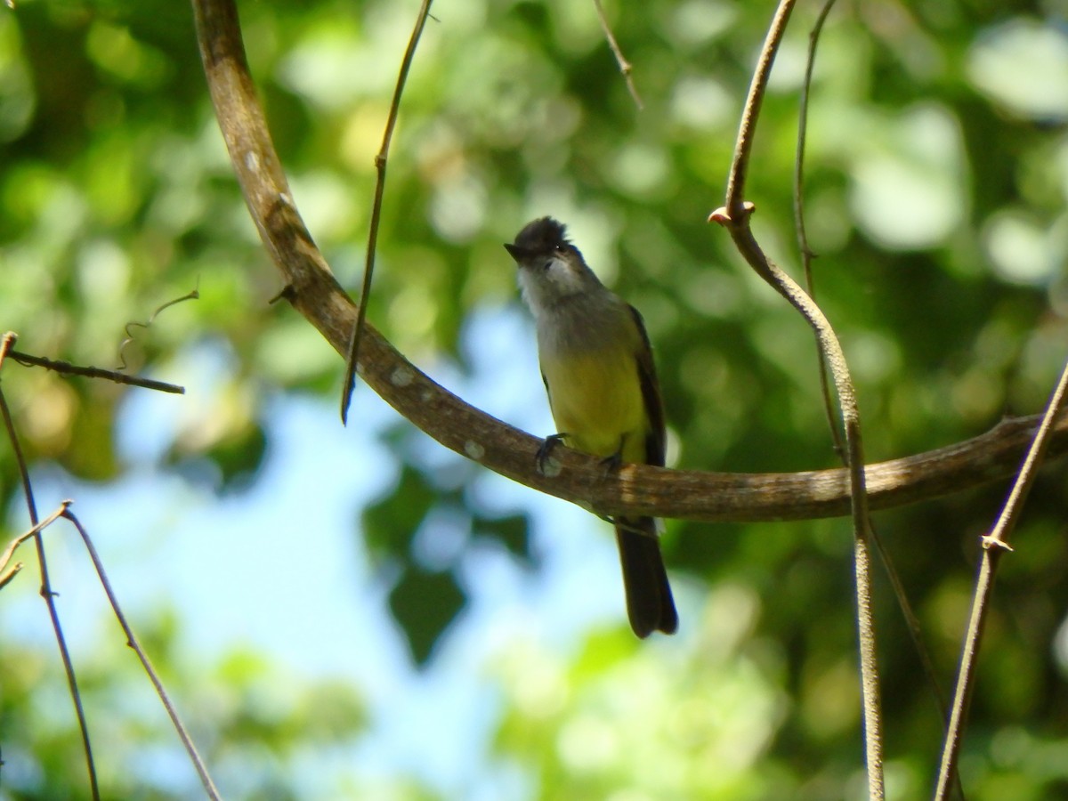 Dusky-capped Flycatcher - ML642624540