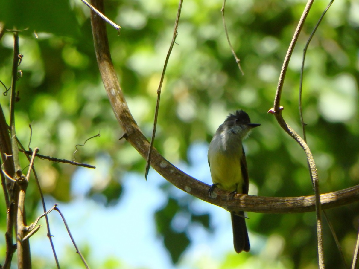 Dusky-capped Flycatcher - ML642624556
