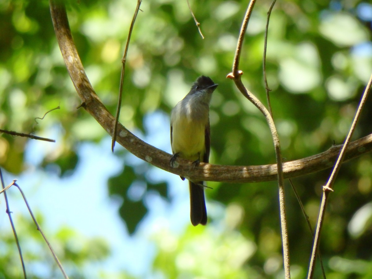 Dusky-capped Flycatcher - ML642624565