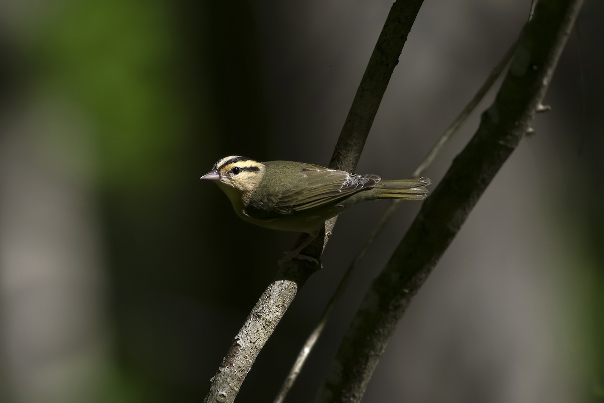 Worm-eating Warbler - ML642624566