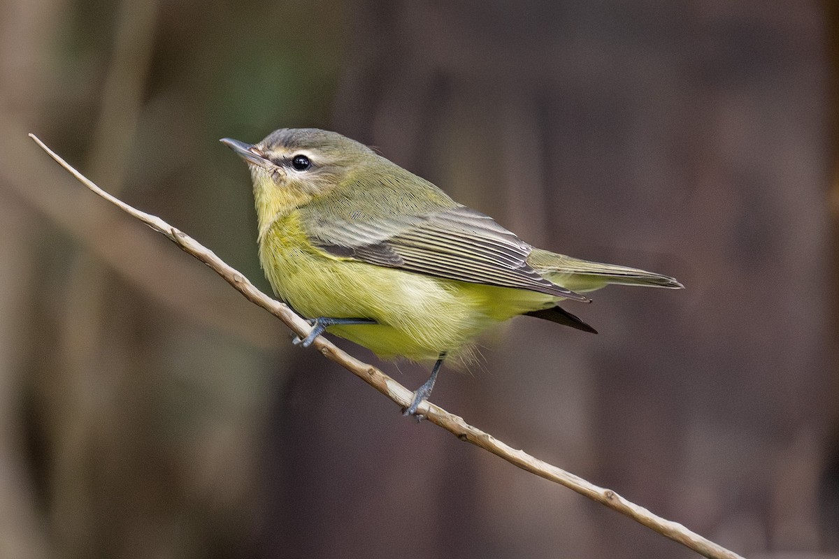 Philadelphia Vireo - ML642624577