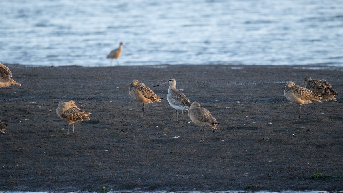 břehouš rudý - ML642624615