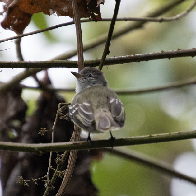 Southern Beardless-Tyrannulet - ML642624617