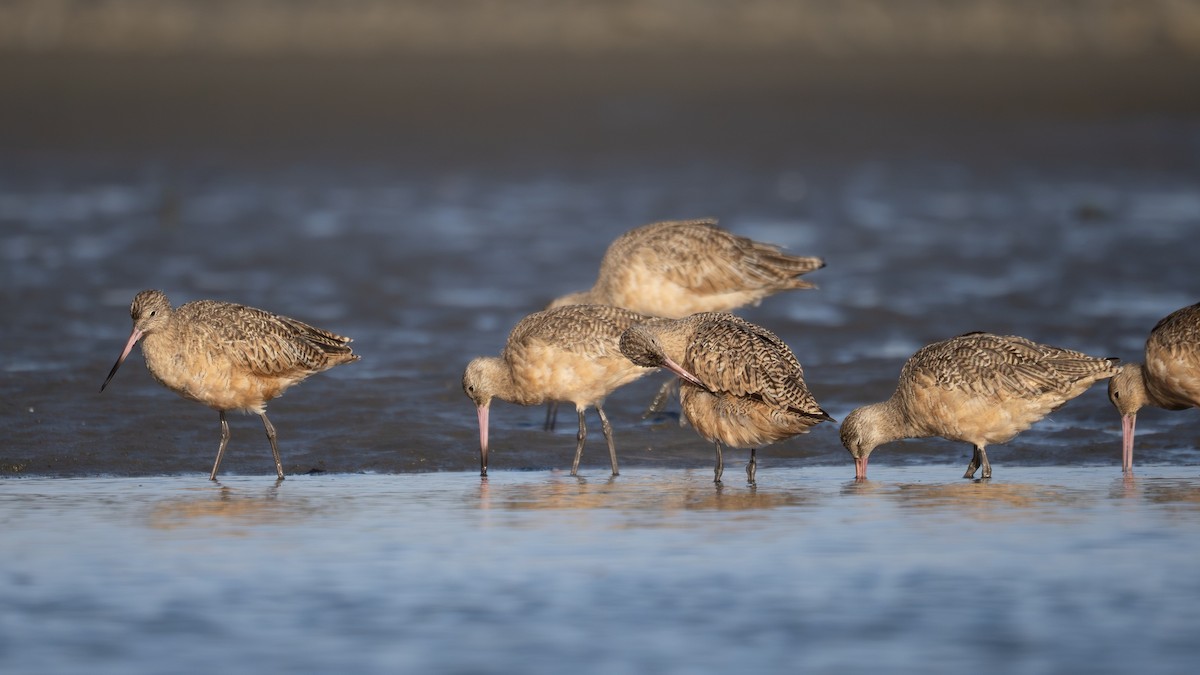 břehouš velký - ML642624618