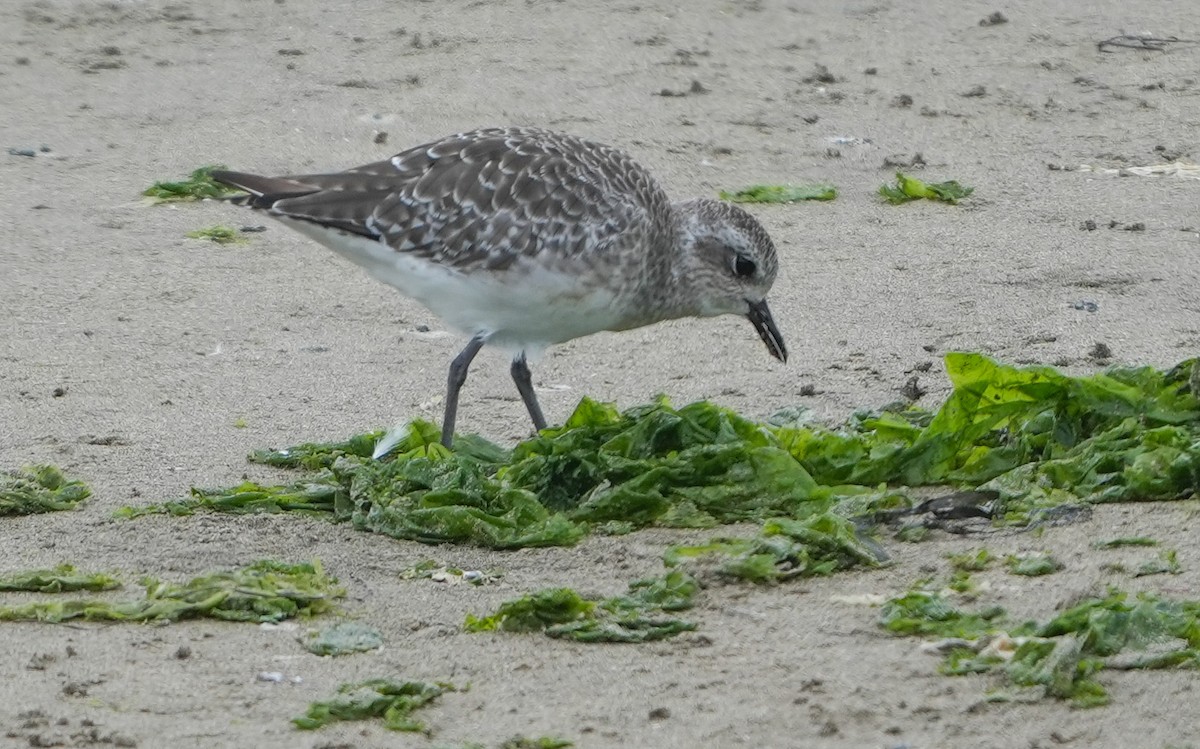 Black-bellied Plover - ML642624620