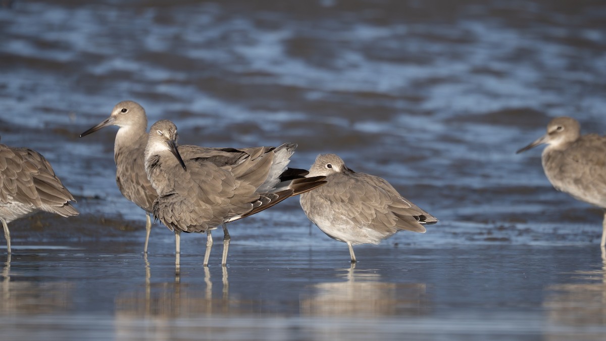 vodouš břehoušovitý - ML642624622