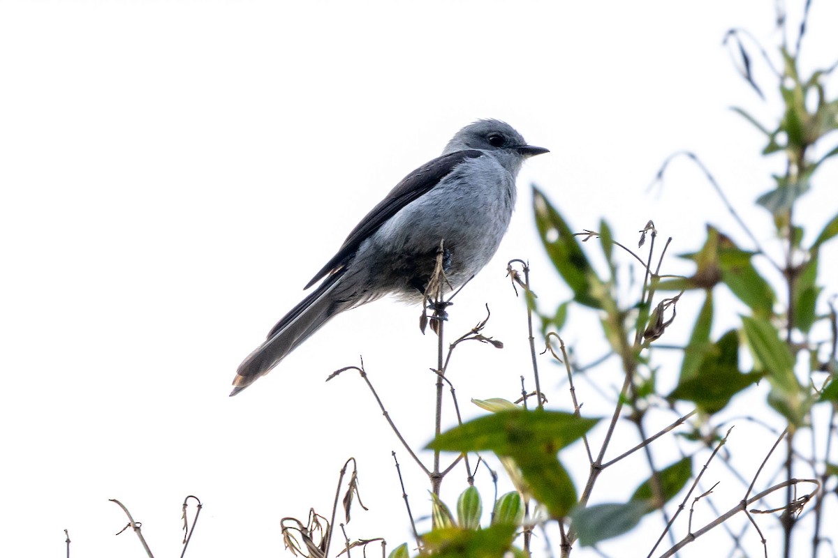 Shear-tailed Gray Tyrant - ML642624623