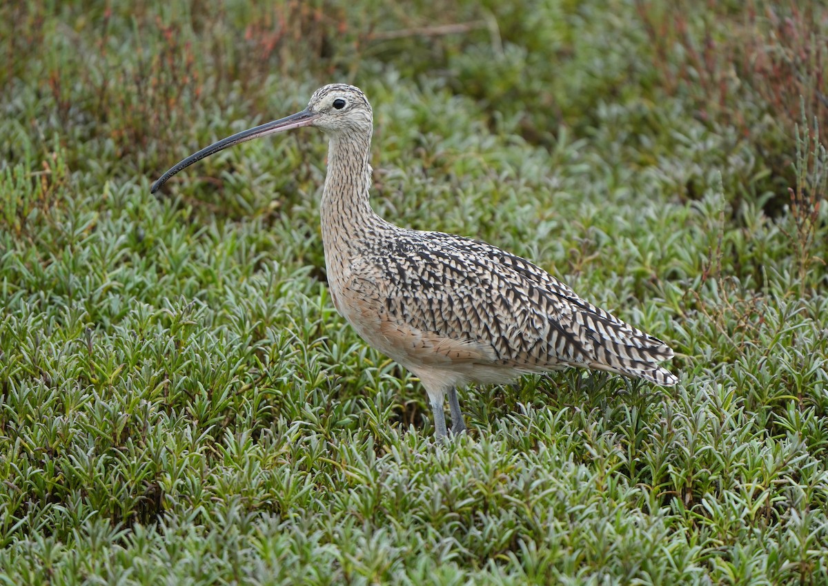 Long-billed Curlew - ML642624647