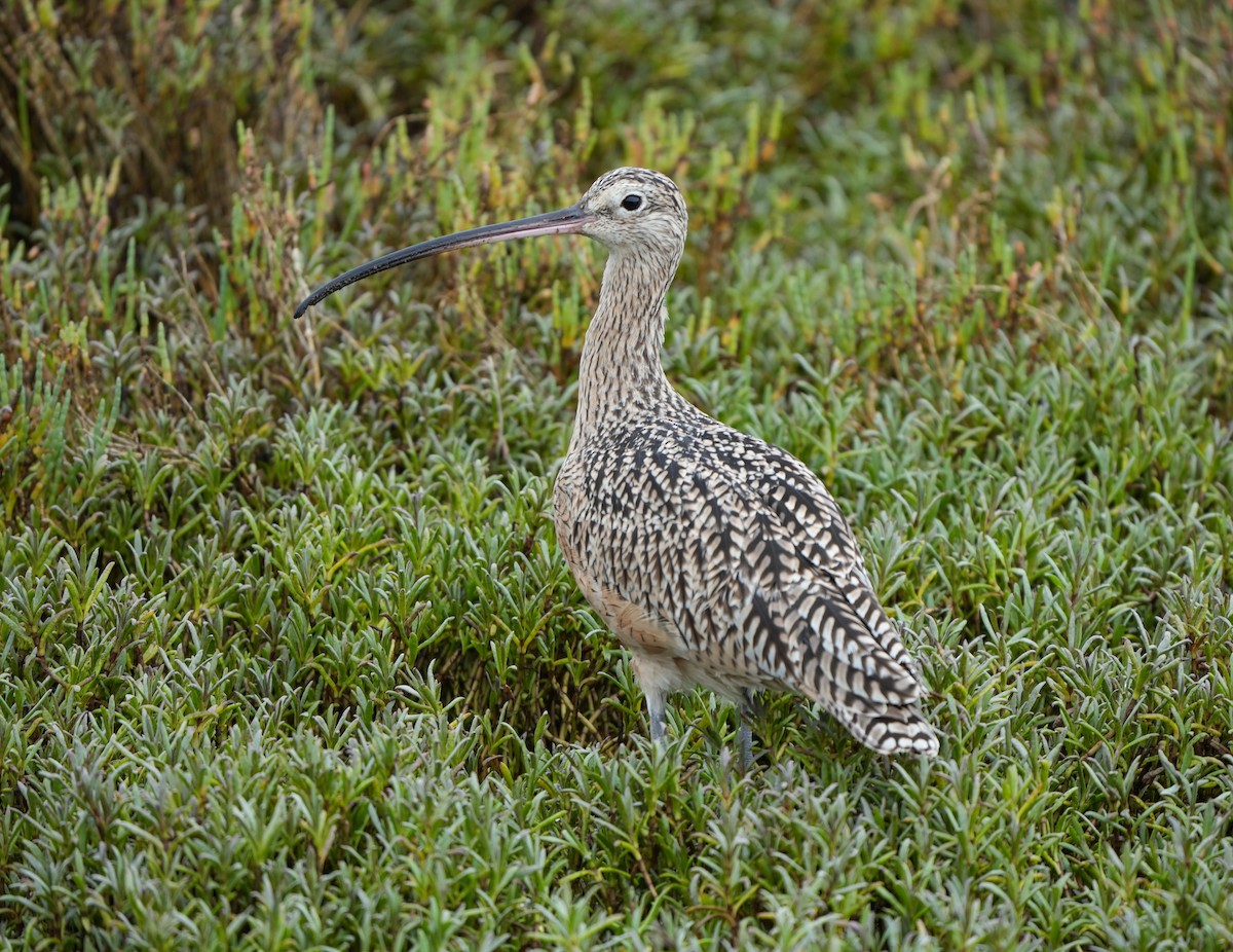 Long-billed Curlew - ML642624648