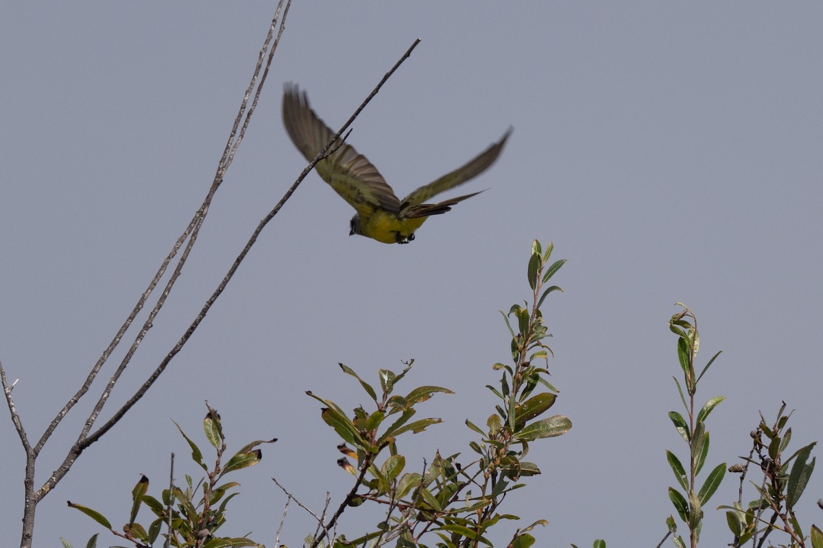 Tropical Kingbird - ML642624667