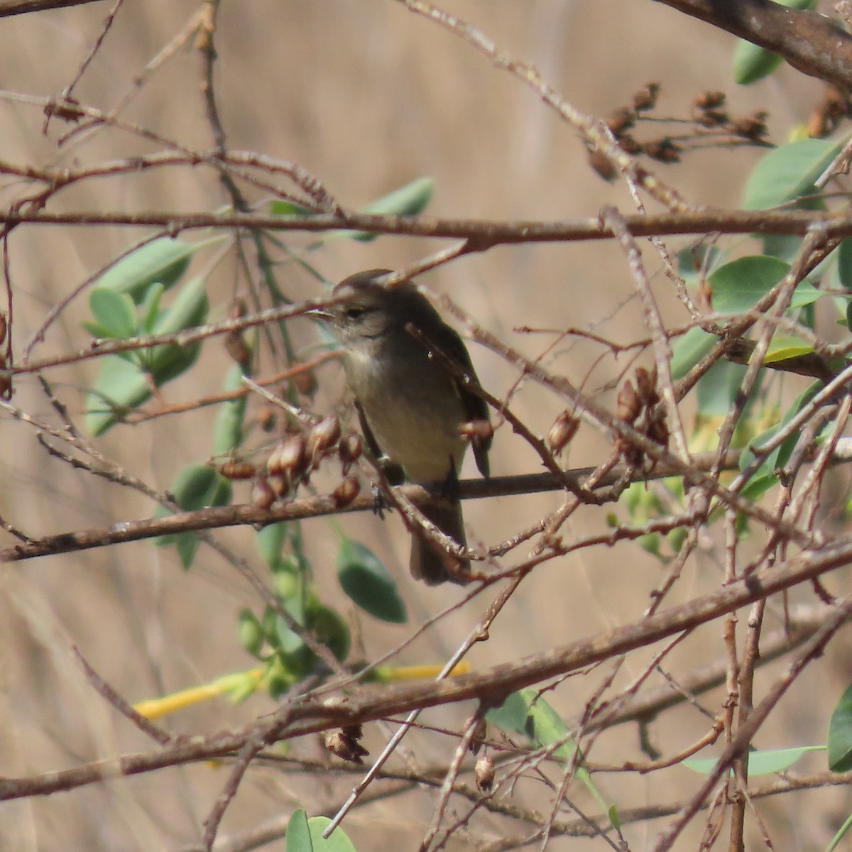 Willow Flycatcher - ML642624668