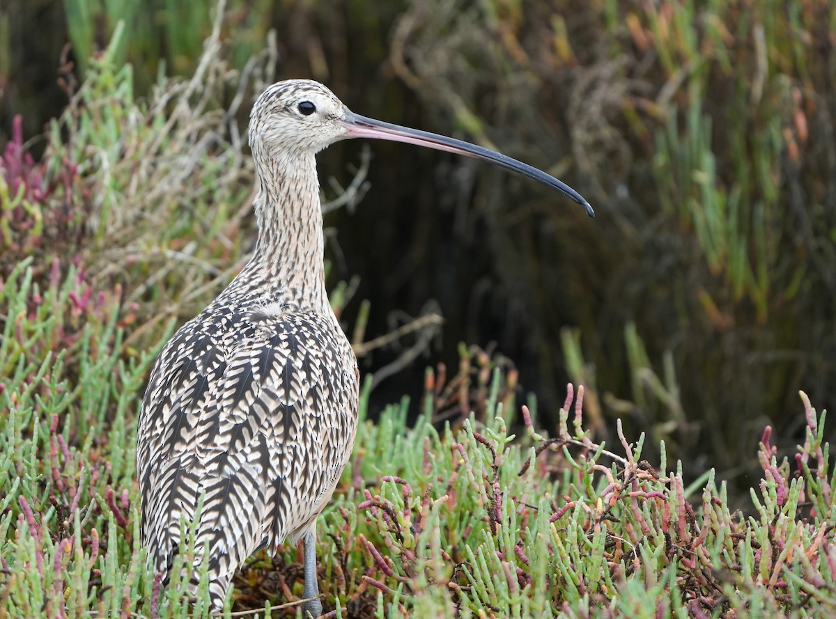 Long-billed Curlew - ML642624680