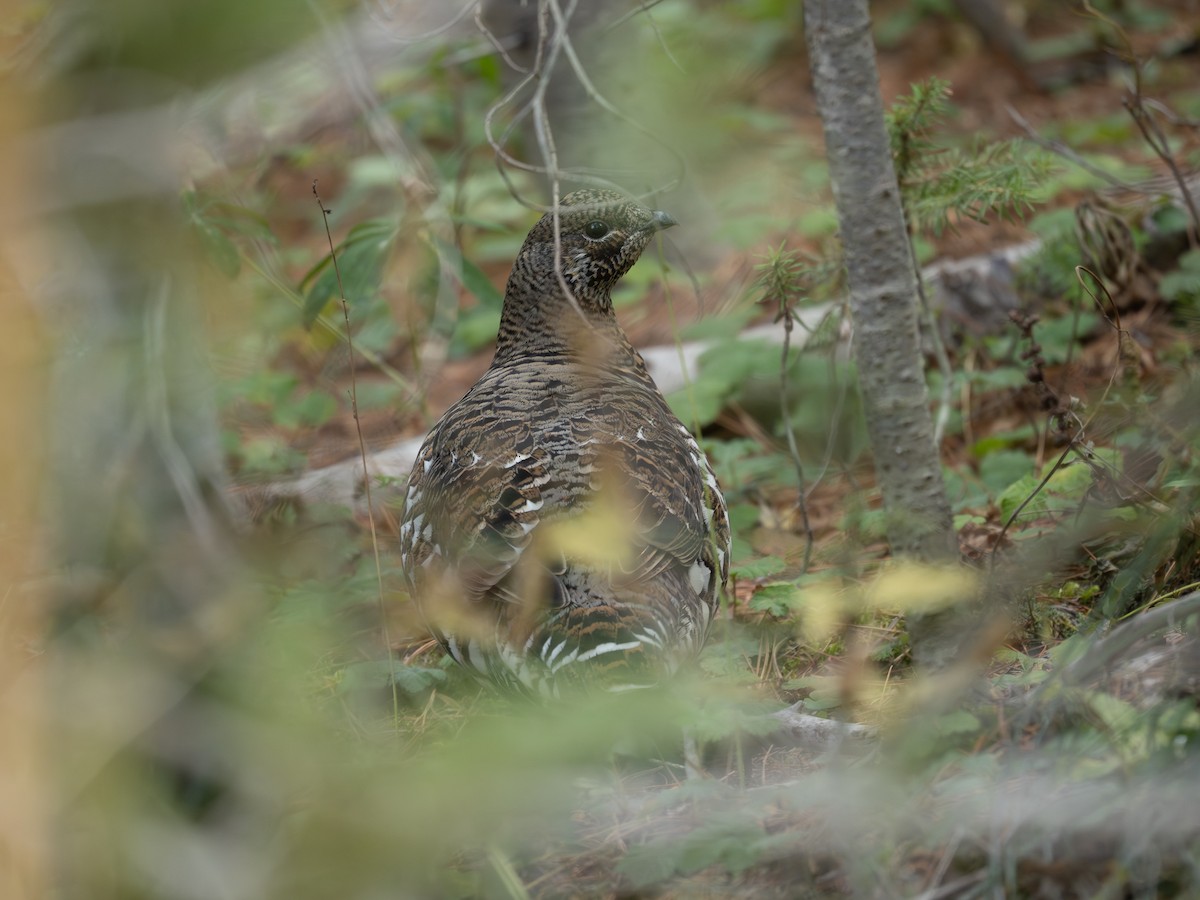 Spruce Grouse - ML642624684