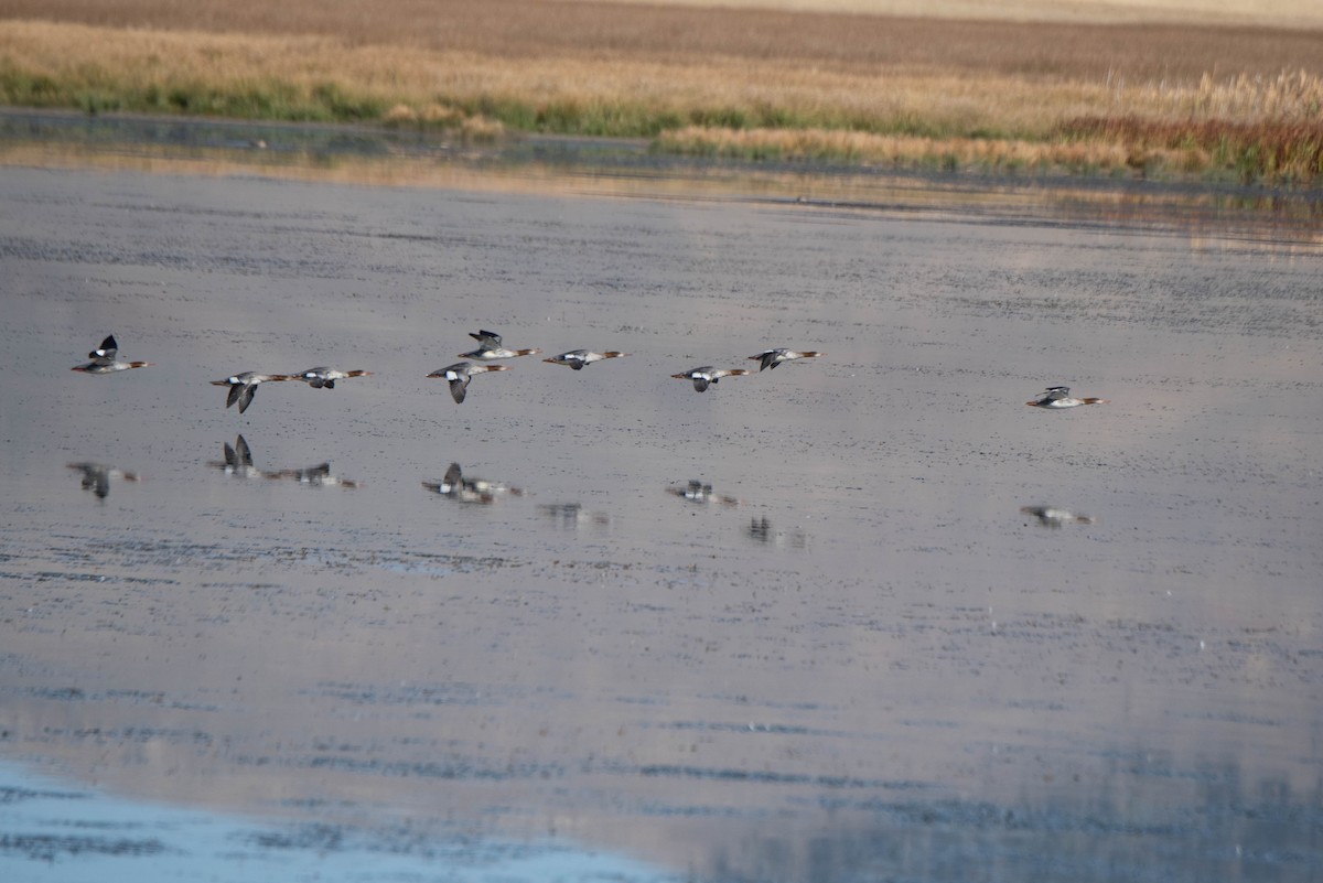 Common Merganser - ML642624703