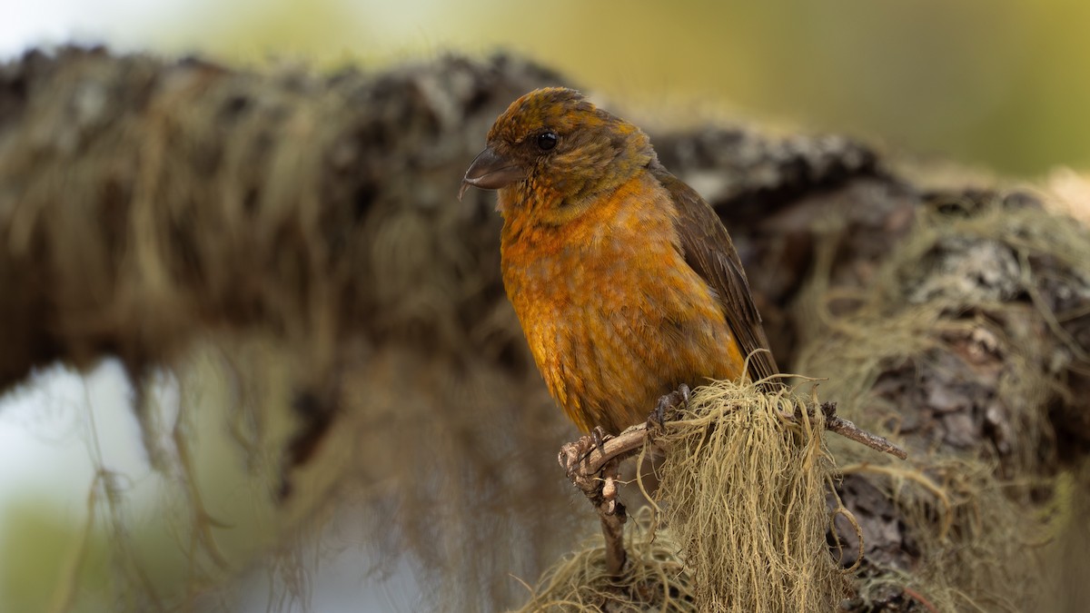 Red Crossbill - ML642624708